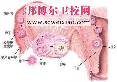 受精及受精卵的植入与发育