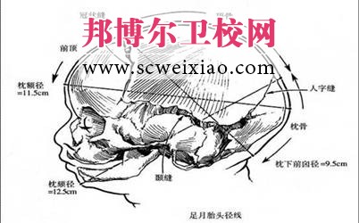 胎头结构及特点