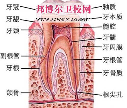 牙髓组织的解剖生理特点