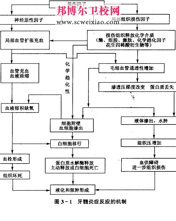 牙髓炎症反应的机制