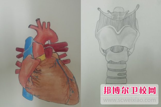 陕西2024年公立护理学校